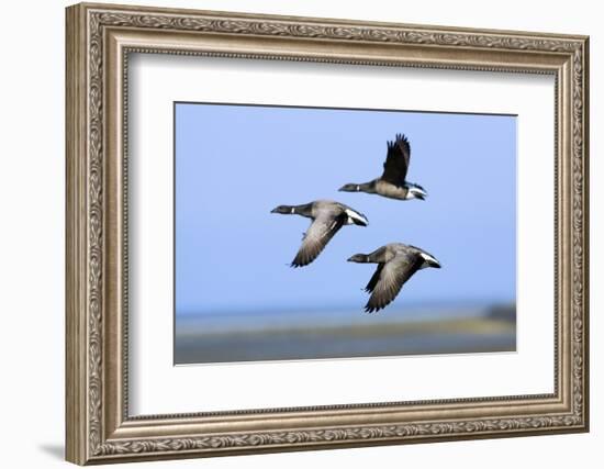 Brent Geese (Branta Bernicla) Flying, Hallig Hooge, Germany, April 2009-Novák-Framed Photographic Print