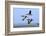 Brent Geese (Branta Bernicla) Flying, Hallig Hooge, Germany, April 2009-Novák-Framed Photographic Print