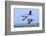 Brent Geese (Branta Bernicla) Flying, Hallig Hooge, Germany, April 2009-Novák-Framed Photographic Print