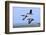 Brent Geese (Branta Bernicla) Flying, Hallig Hooge, Germany, April 2009-Novák-Framed Photographic Print