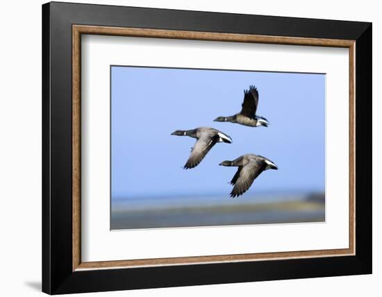 Brent Geese (Branta Bernicla) Flying, Hallig Hooge, Germany, April 2009-Novák-Framed Photographic Print