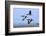 Brent Geese (Branta Bernicla) Flying, Hallig Hooge, Germany, April 2009-Novák-Framed Photographic Print