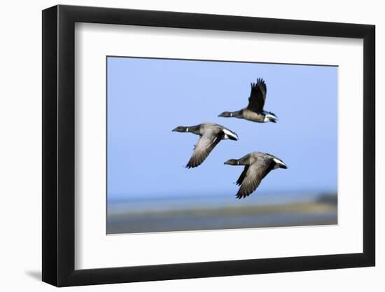 Brent Geese (Branta Bernicla) Flying, Hallig Hooge, Germany, April 2009-Novák-Framed Photographic Print