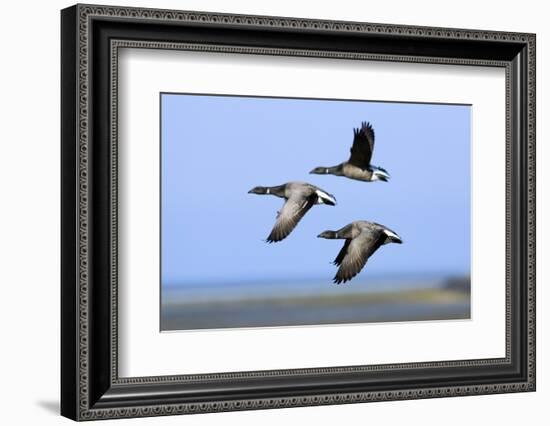 Brent Geese (Branta Bernicla) Flying, Hallig Hooge, Germany, April 2009-Novák-Framed Photographic Print