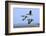 Brent Geese (Branta Bernicla) Flying, Hallig Hooge, Germany, April 2009-Novák-Framed Photographic Print