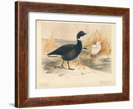 Brent Goose (Branta bernicla), Lesser Snow Goose (Chen hyperboreus), 1900, (1900)-Charles Whymper-Framed Giclee Print