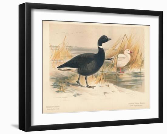 Brent Goose (Branta bernicla), Lesser Snow Goose (Chen hyperboreus), 1900, (1900)-Charles Whymper-Framed Giclee Print