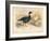 Brent Goose (Branta bernicla), Lesser Snow Goose (Chen hyperboreus), 1900, (1900)-Charles Whymper-Framed Giclee Print