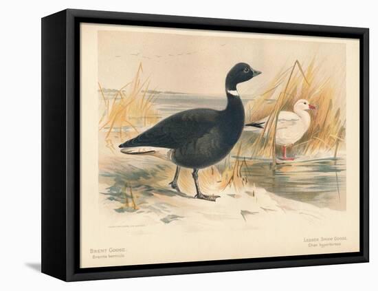 Brent Goose (Branta bernicla), Lesser Snow Goose (Chen hyperboreus), 1900, (1900)-Charles Whymper-Framed Premier Image Canvas