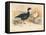 Brent Goose (Branta bernicla), Lesser Snow Goose (Chen hyperboreus), 1900, (1900)-Charles Whymper-Framed Premier Image Canvas