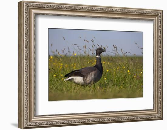 Brent Goose (Branta Bernicla) Standing in Field with Yellow Flowers, Texel, Netherlands, May 2009-Peltomäki-Framed Photographic Print