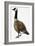 Brent Goose-null-Framed Giclee Print