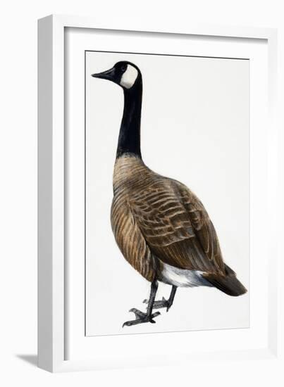 Brent Goose-null-Framed Giclee Print