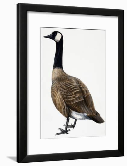 Brent Goose-null-Framed Giclee Print