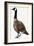 Brent Goose-null-Framed Giclee Print