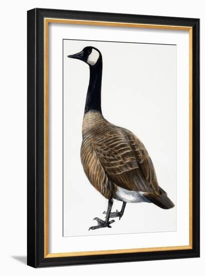 Brent Goose-null-Framed Giclee Print