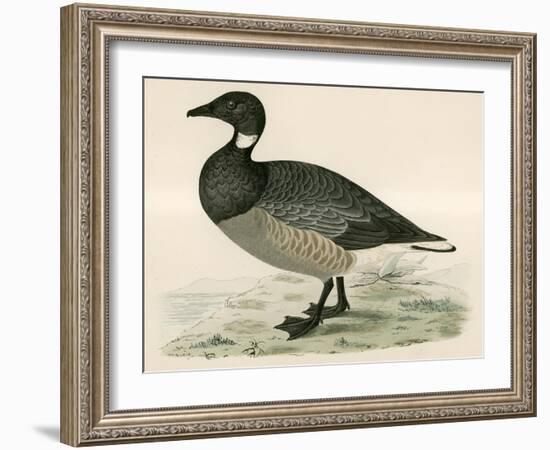 Brent Goose-Beverley R. Morris-Framed Giclee Print