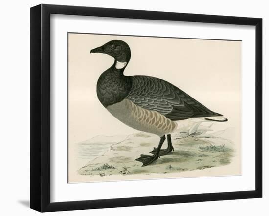 Brent Goose-Beverley R. Morris-Framed Giclee Print