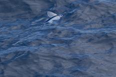 Southern Royal Albatross (Diomedea Epomophora) Flying Low over the Sea-Brent Stephenson-Photographic Print