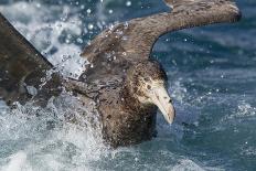Northern Giant Petrel (Macronectes Halli) Moving Through Water-Brent Stephenson-Photographic Print
