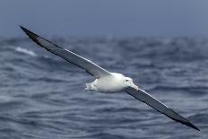 Southern Royal Albatross (Diomedea Epomophora) Flying Low over the Sea-Brent Stephenson-Framed Photographic Print