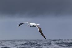 Southern Royal Albatross (Diomedea Epomophora) Flying over Sea-Brent Stephenson-Photographic Print