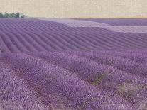 Lavender Field-Bret Staehling-Framed Art Print
