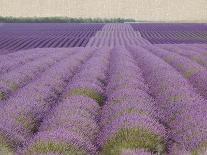 Lavender on Linen 2-Bret Staehling-Art Print