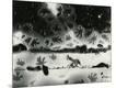 Photographic Print