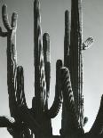 Cactus, Saguaros, Arizona, 1964-Brett Weston-Photographic Print