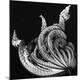 Premium Photographic Print