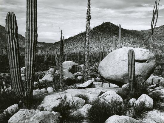 Photographic Print, , large