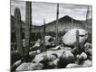 Photographic Print