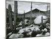 Photographic Print