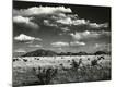 Photographic Print