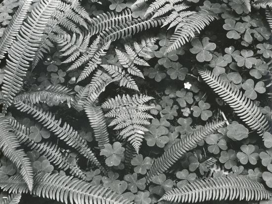 Photographic Print, , large