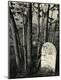 Photographic Print