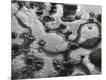 Photographic Print