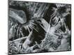 Photographic Print