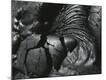 Premium Photographic Print