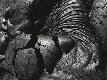 Premium Photographic Print
