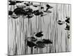 Premium Photographic Print