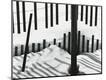 Photographic Print