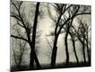 Photographic Print