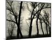 Photographic Print