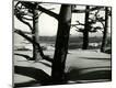 Photographic Print