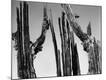 Photographic Print