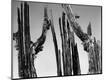 Photographic Print