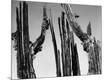 Photographic Print