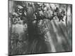 Photographic Print
